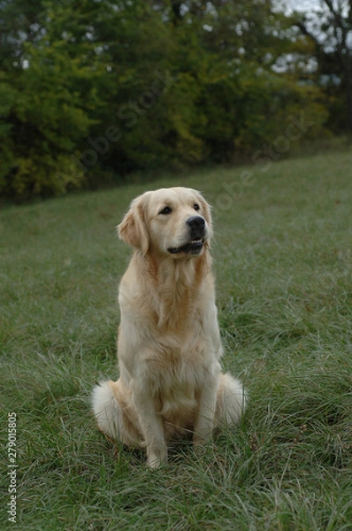 Obraz Golden Retriever