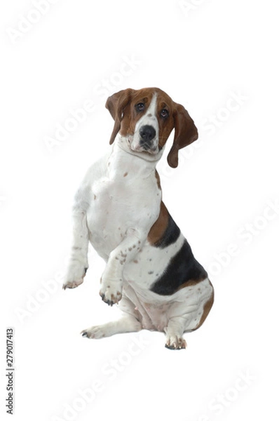 Fototapeta Basset Hound dancing