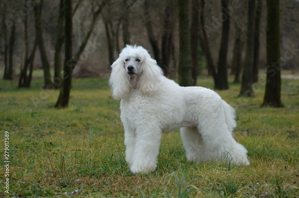 Fototapeta White Poodle 