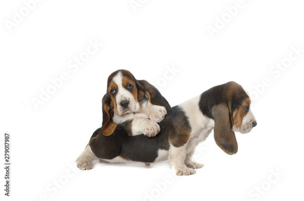 Fototapeta Basset Hound