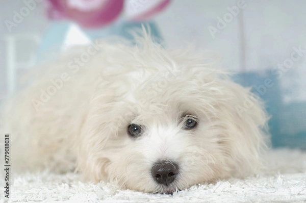 Fototapeta Coton De Tulear