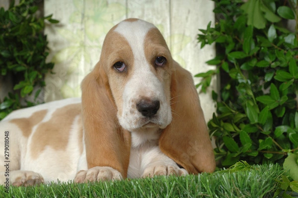 Fototapeta Basset Hound