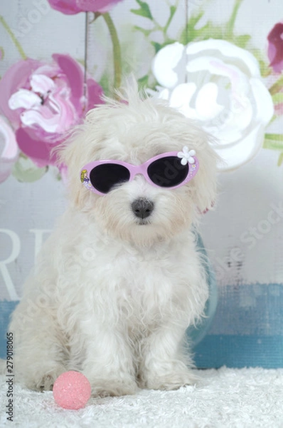 Fototapeta Coton De Tulear