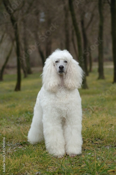 Fototapeta White Poodle