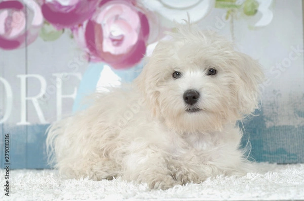 Fototapeta Coton De Tulear