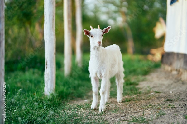 Obraz goat on green grass