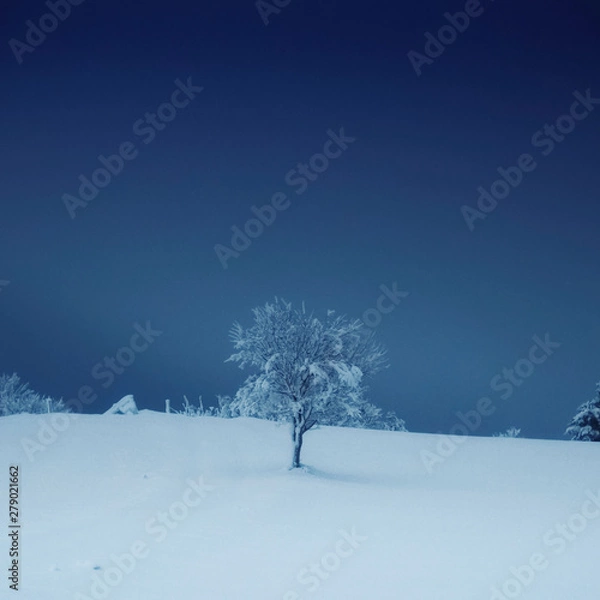 Fototapeta winter landscape with trees