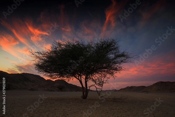 Fototapeta lone tree at sunset