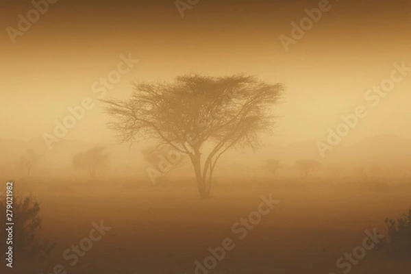 Fototapeta Tree in the storm