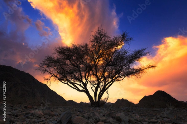 Obraz tree at sunset