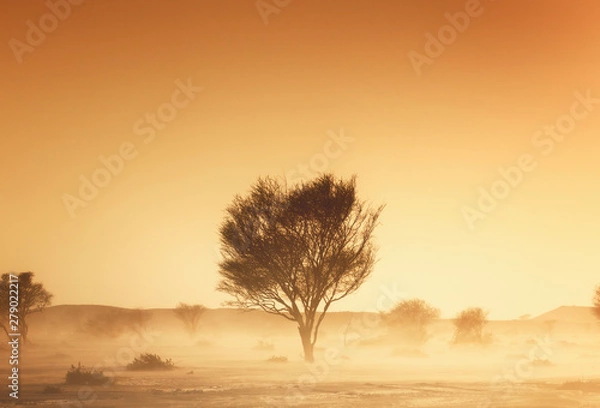 Obraz tree in desert
