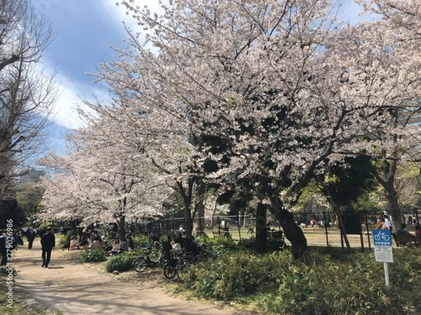 Obraz spring in the park