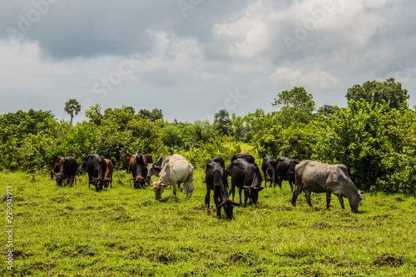 Fototapeta herd of Afican cows stand on the grass near tall bushes on a sunny day and dont looking at camera and eating grass