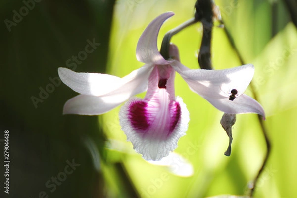 Obraz flower