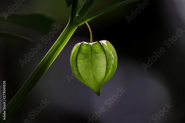 Obraz leaf on black background