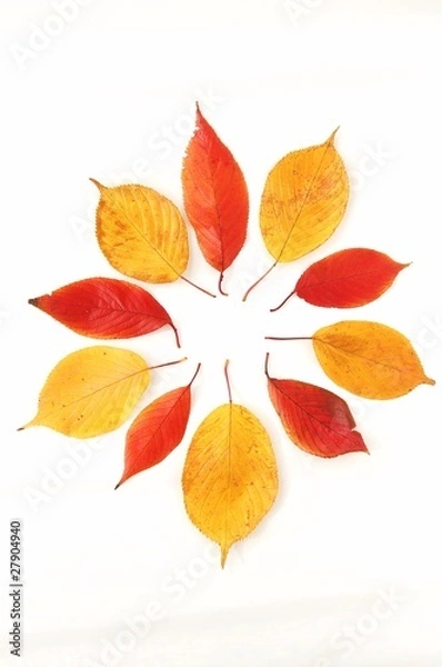 Obraz 落ち葉の花