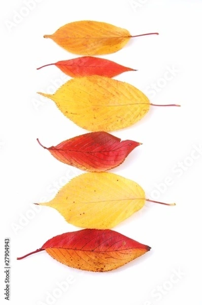 Obraz 一列に並んだ落ち葉