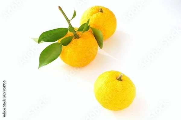 Fototapeta 3個の柚子