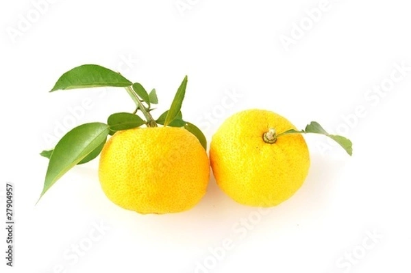 Fototapeta 2個の柚子