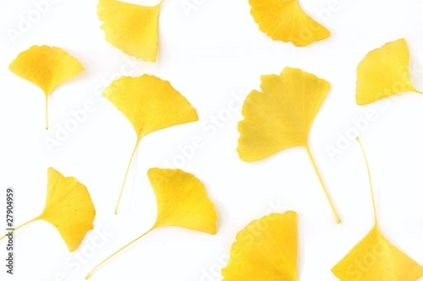 Obraz イチョウのテクスチャ