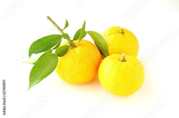 Fototapeta 3個の柚子