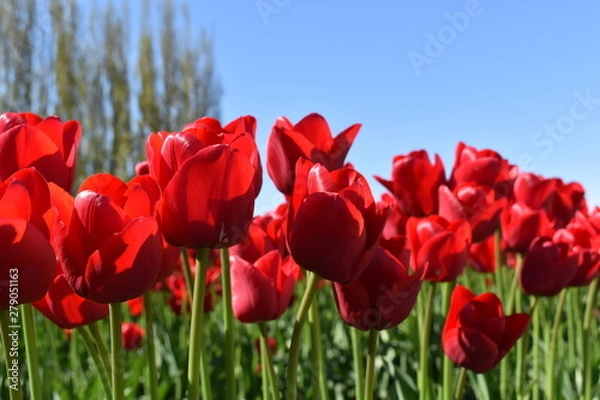 Obraz field of red tulips