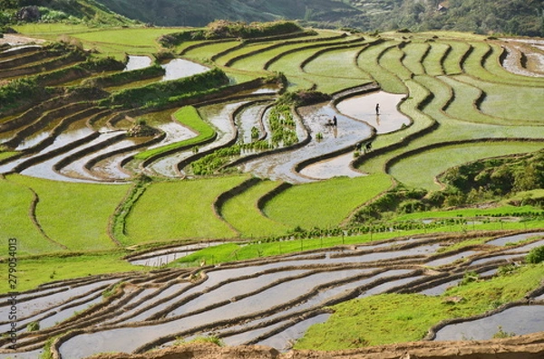 Obraz ベトナムのサパ　モン族の村　美しい棚田と農作業をするモン族の家族