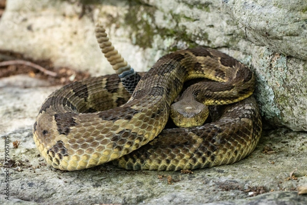 Fototapeta Yellow-phase timber rattlesnake - Crotalus horridus