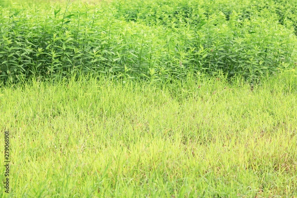 Fototapeta Green trees and grass after raining in the morning for natural background.