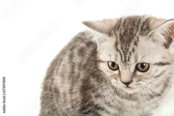 Obraz Grey Tabby Cat - Close Up