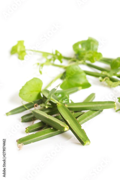 Obraz Cissus quadrangularis L. on white background. Herb for Hemorrhoids.