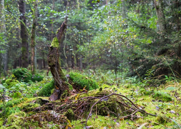 Fototapeta Abgebrochener Baumstumpf