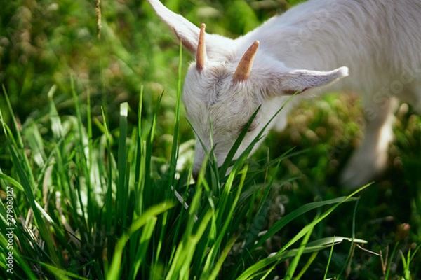 Obraz cat in the grass