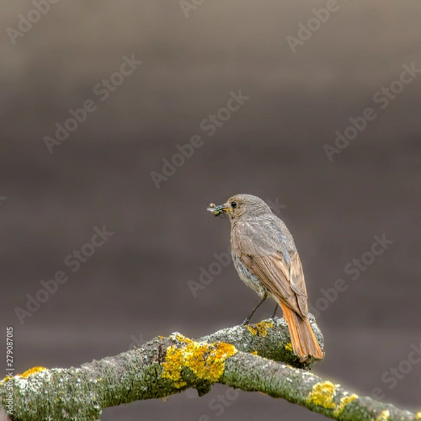 Obraz redstart while feeding at my farm