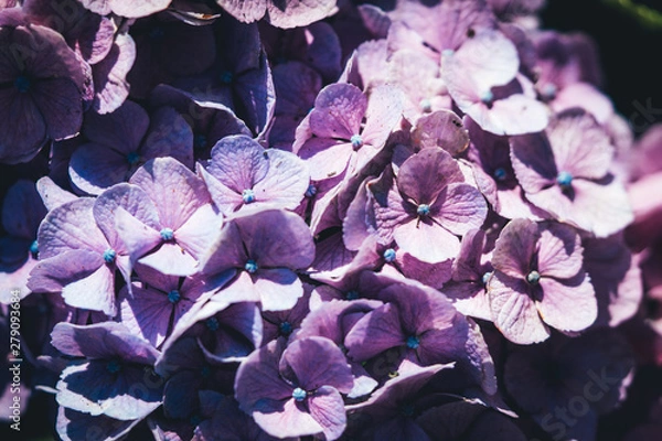 Fototapeta 美しいアジサイの花