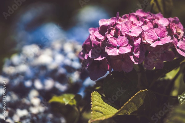 Obraz 美しいアジサイの花