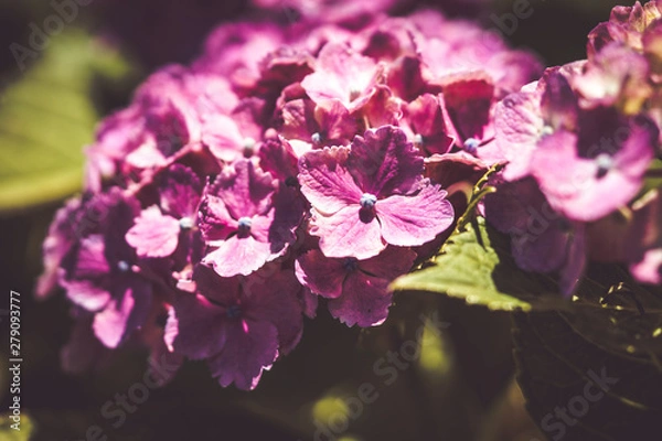 Fototapeta 美しいアジサイの花