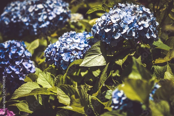 Obraz 美しいアジサイの花