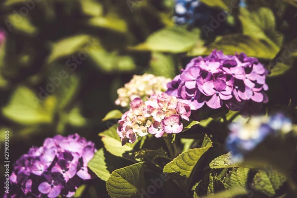 Fototapeta 美しいアジサイの花