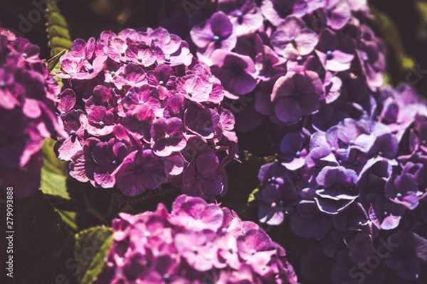 Obraz 美しいアジサイの花