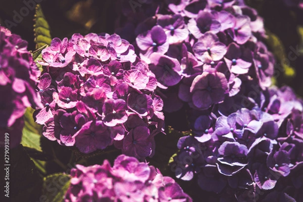 Obraz 美しいアジサイの花