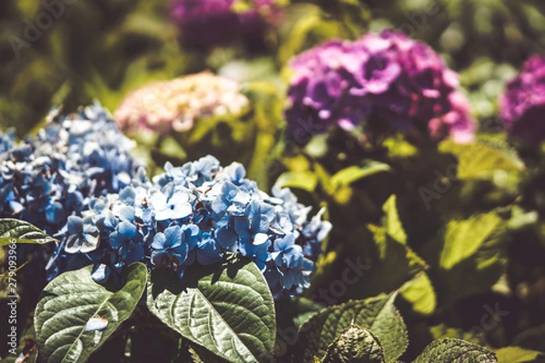 Fototapeta 美しいアジサイの花