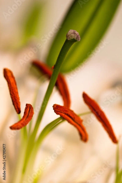Fototapeta Flower - Lily