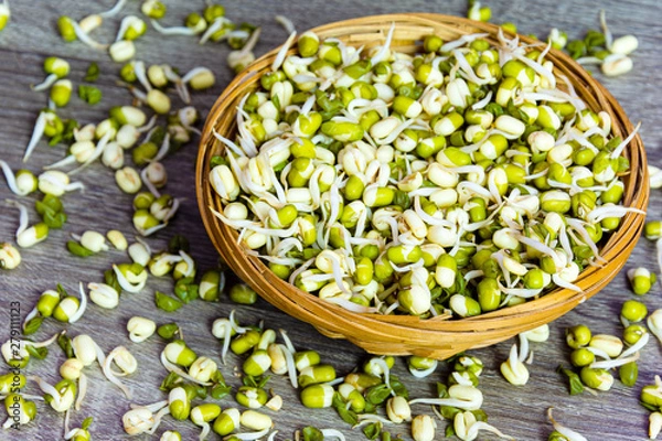 Obraz Top view of green fresh mungo sprouts in a wicker bowl on a jute background. Food photography. Minimalist photography.