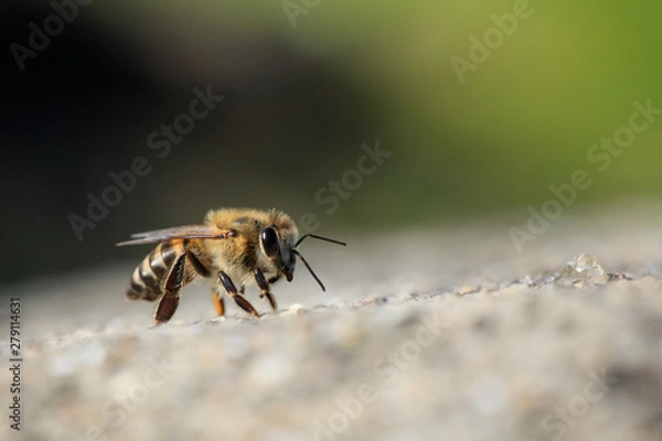 Obraz Cape honey bee walks across the top of a concrete wall. Close up with blurred nature background.