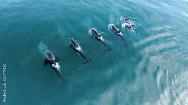 Fototapeta Wild Orcas killerwhales pod  traveling in open water in the ocean