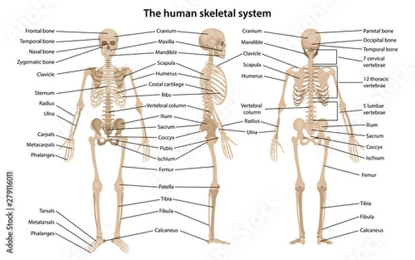 Obraz Human skeleton in front, profile and back views with main parts labeled. Vector illustration in flat style over white background.