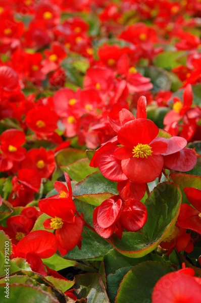 Fototapeta red begonia