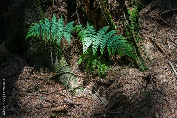 Obraz ferns in forest