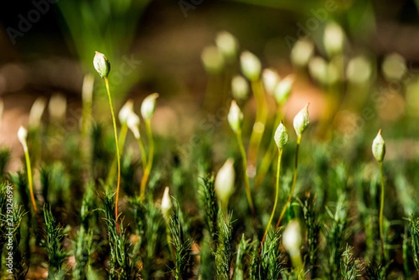 Obraz green grass and flowers